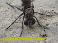 /home//u458753944/public_html/sourcegallery//Insects and small critters/flies (Diptera)/P4240037.JPG